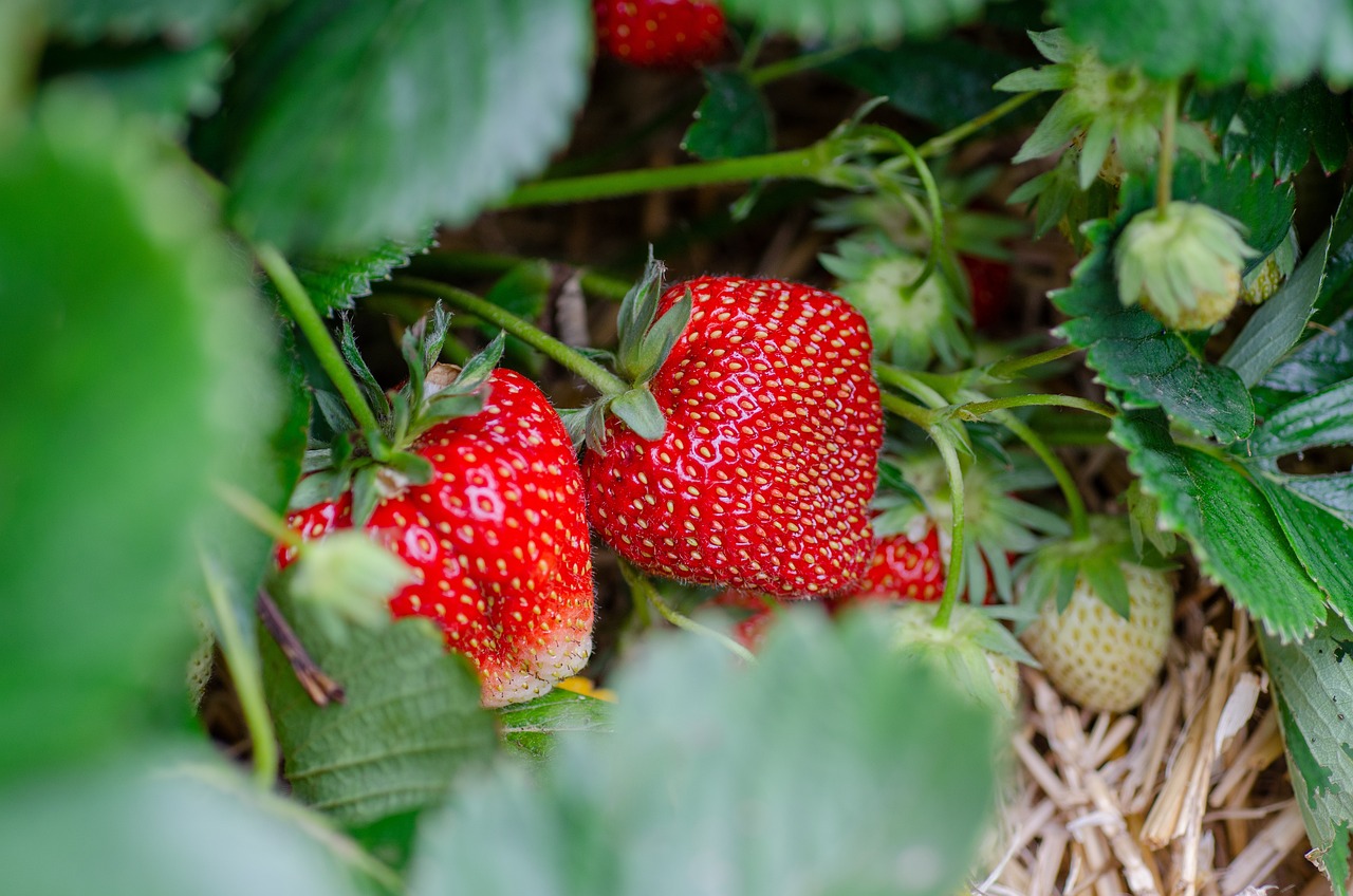 close up of strawberry plant in garden