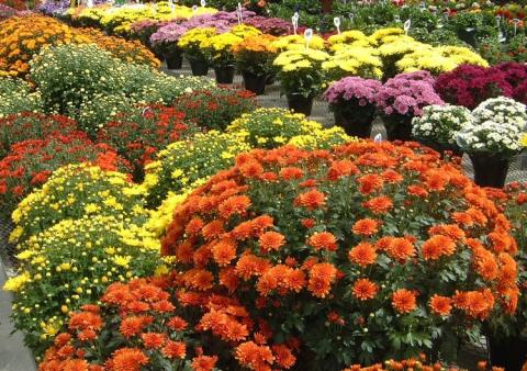 chrysanthemums