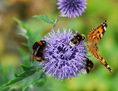 bees and butterfly on purple flower