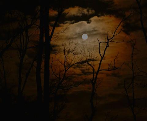 spooky forest against moonlit sky