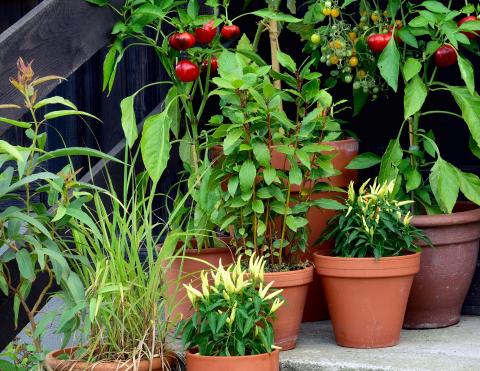 tomato and pepper plants in pots