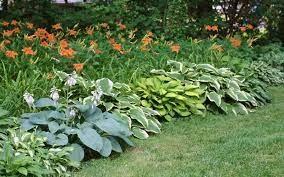 hostas and daylilies in garden