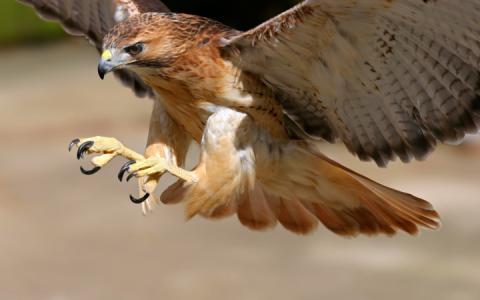 red tailed hawk swooping down