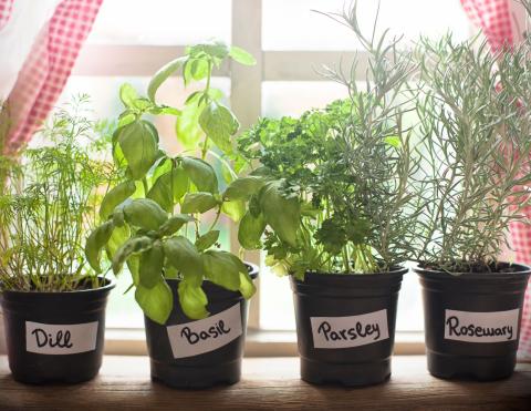 herbs in pots