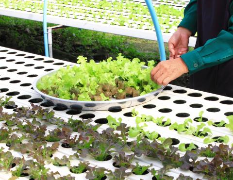 person watering hydroponically grown lettuce
