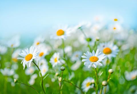 daisies in field against blue sky