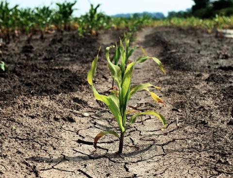 single corn plant in dry, cracked field