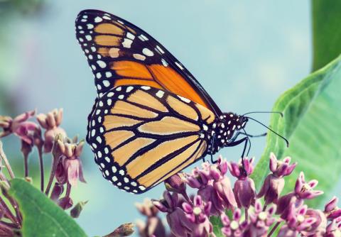 monarch butterfly on purple flowers