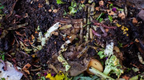worms in a compost pile