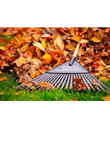 rake on ground with fall leaves