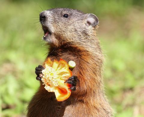 groundhog holding a vegetable