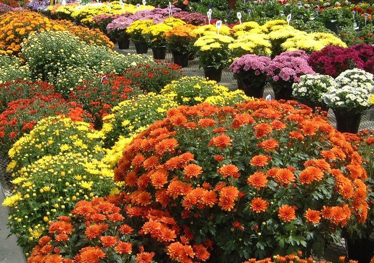 chrysanthemums