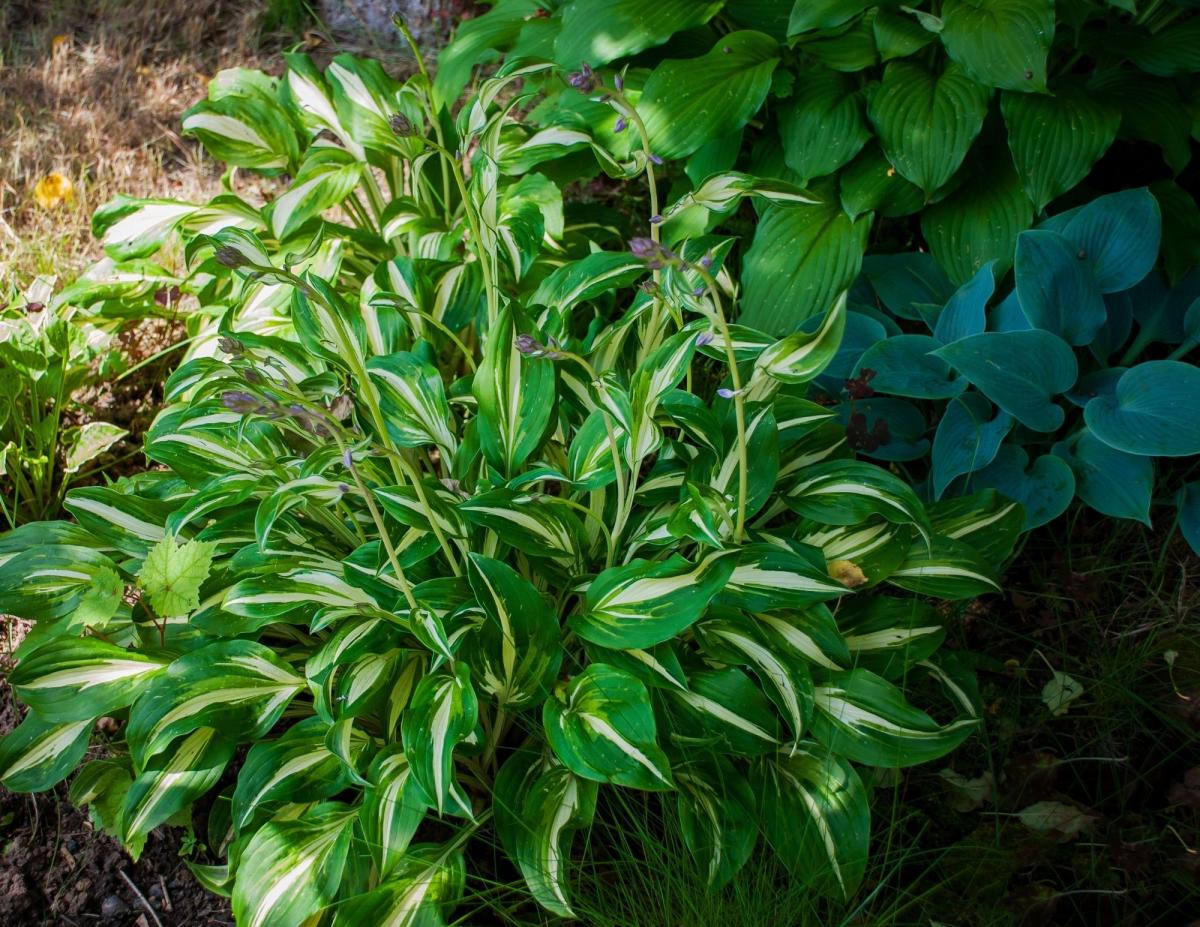 plants in a shady spot