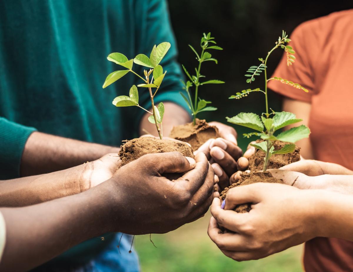 people's hands holding plants