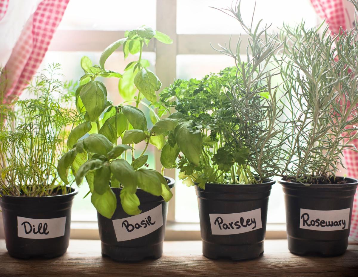 herbs in pots