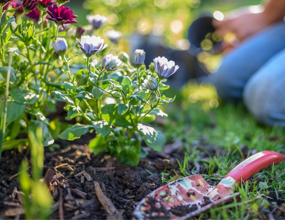 garden spade with dirt near plants