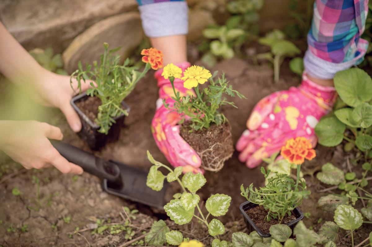 close up of two sets of hands planting spring flowers and plants