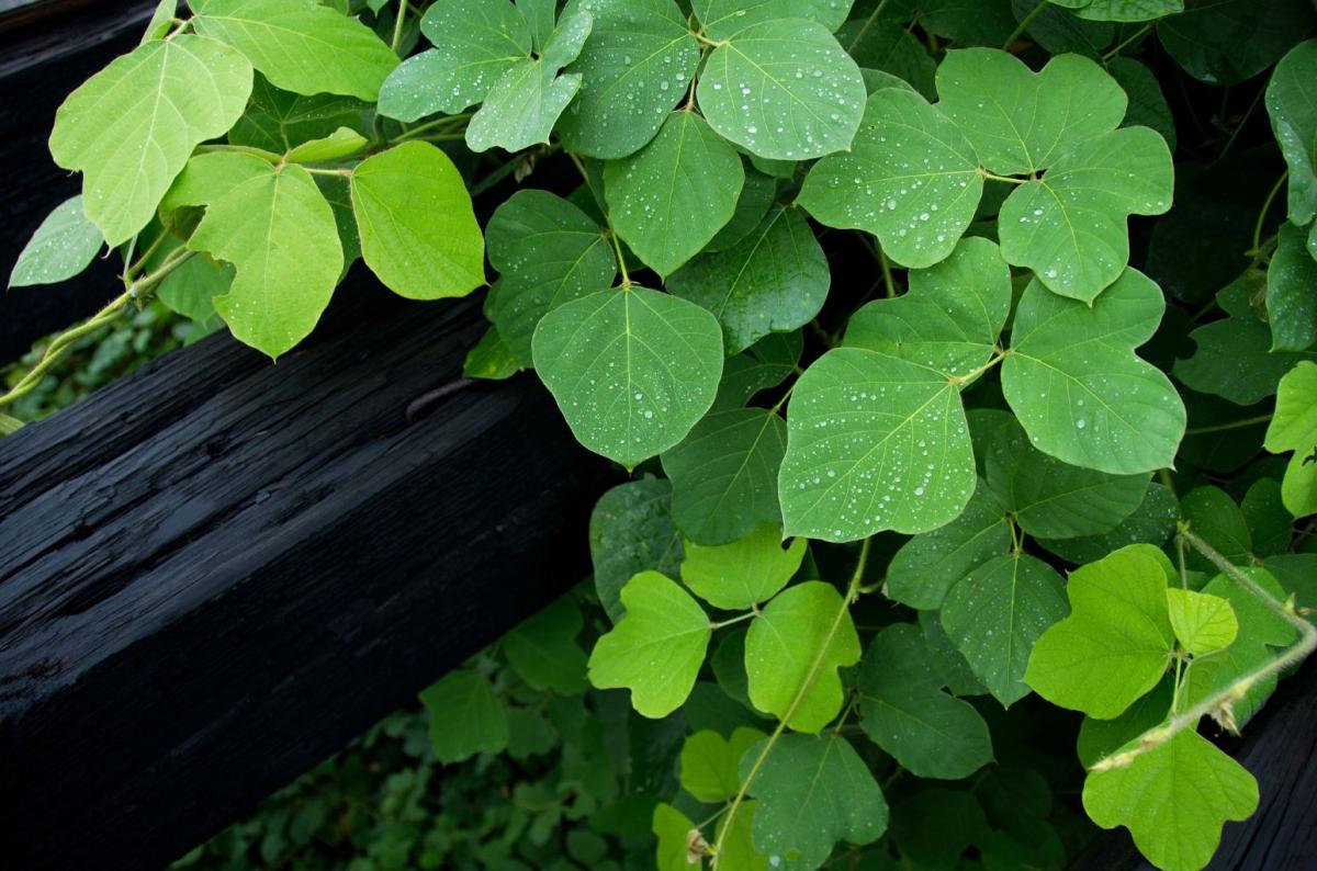 kudzu vine growing on a log