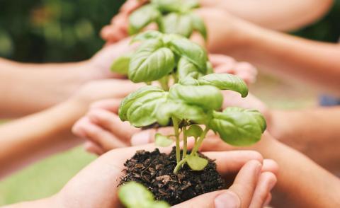 group of hands holding plant seedlings