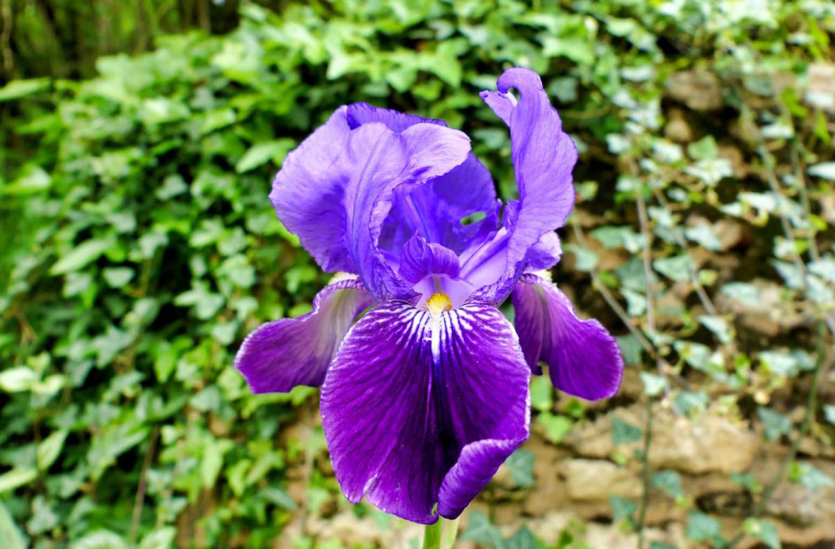 bright purple bearded iris