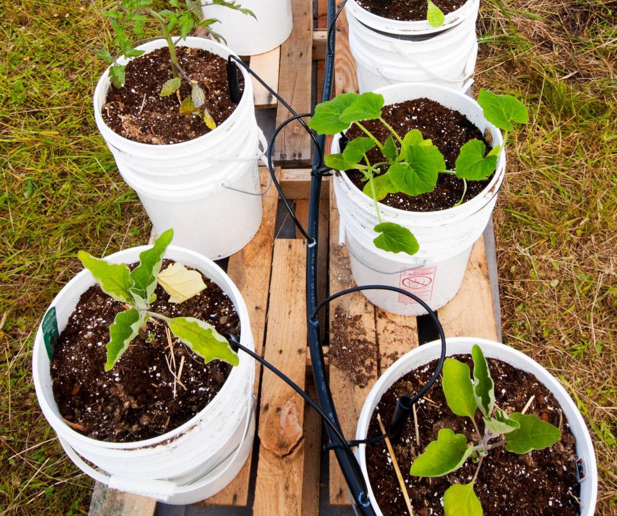 plants growing in large buckets