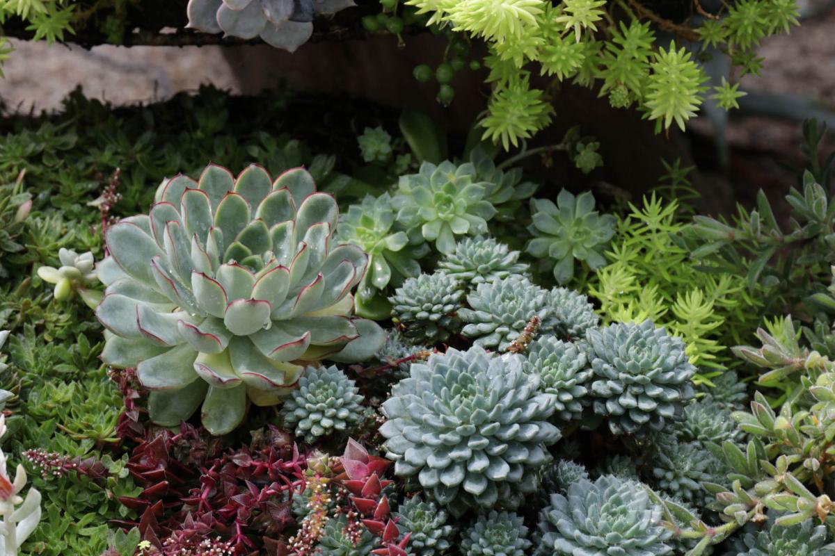 succulent plants in a garden