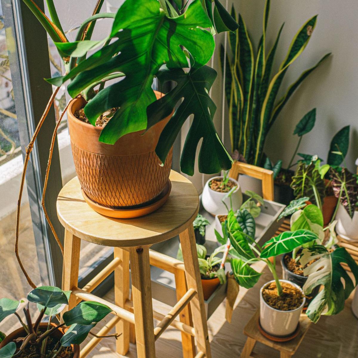 large houseplant on a stool with other plants on floor around it